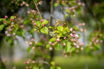 Flowers background on an apple tree branch. Apple (Malus domestica) blossom in spring on the beach meadow. Blurred background. Wallpaper. Selective focus.
