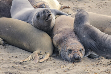 Tranquil Seals on a California Coastline