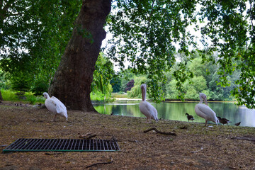 white stork in the park