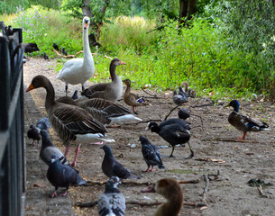 geese in the park