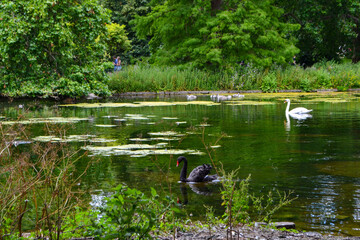 Pond with geese