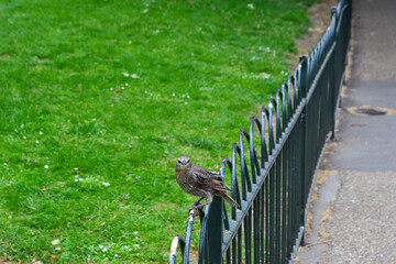 Bird on a fence
