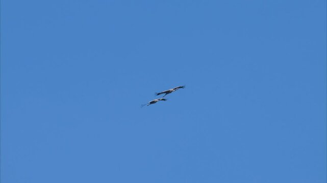 A group of Common Cranes flying blue sky