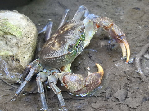 Grosse Krabbe in einem Bachlauf im Tal der Schmetterlinge, Rhodos