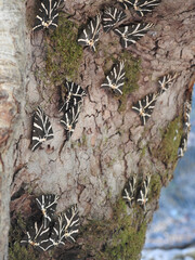 Tal der Schmetterlinge, Russischer Bär auf Baumrinde