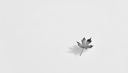 Obraz premium Elegant Minimalist Composition Featuring a Single Leaf on a Vast White Background