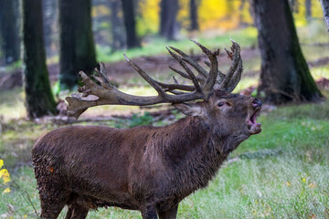 Hirsch schreit im Herbstwald
