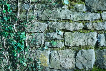Rustikale Trockenmauer bedeckt mit grünem Efeu. Natürliche Textur und Struktur, ideal als Hintergrund für Präsentationen, Werbung und Banner. Schöne Verbindung von Natur und Architektur