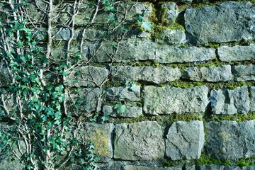 Rustikale Trockenmauer bedeckt mit grünem Efeu. Natürliche Textur und Struktur, ideal als Hintergrund für Präsentationen, Werbung und Banner. Schöne Verbindung von Natur und Architektur