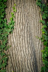 Baumrinde mit Moos und Efeu als Rahmen. Natürliche Textur und Struktur, ideal als Hintergrund für Präsentationen, Werbung und Banner. Schöne Verbindung von Natur und Architektur.  Platz für Werbung