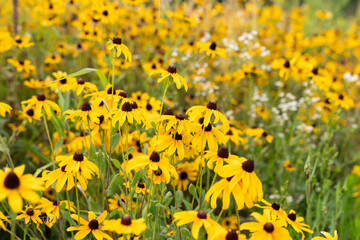 Yellow Coneflower Field