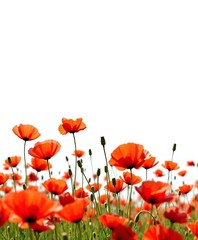 Naklejka premium A field of red poppies swaying gently against a bright white backdrop on a sunny day , , beauty