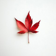 Red maple leaf isolated white background