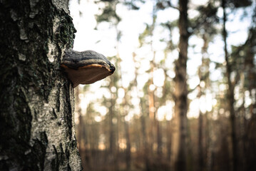 Brzoza i jej towarzyszka © Radek