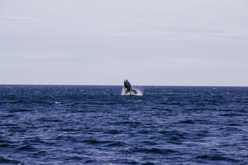 Fototapeta premium Ballena franca austral saltando en el oceano atlantico Golfo Nuevo, Chubut, Argentina
