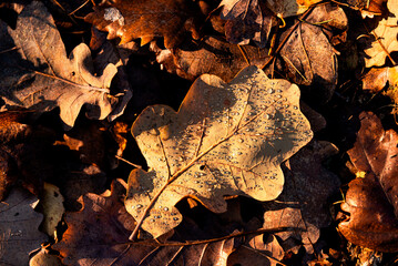 Liście dębu zmoczone poranną jesienną rosą