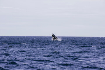 Fototapeta premium Ballena franca austral saltando en el oceano atlantico Golfo Nuevo, Chubut, Argentina