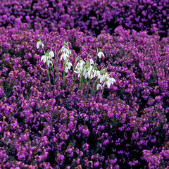 Obraz premium First snowdrops going through Heather