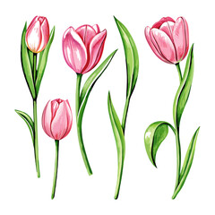 Fototapeta premium Watercolor hand drawn colorful tulip vector illustration (7)