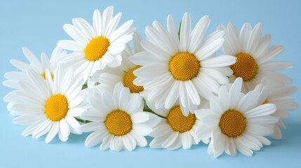 Obraz premium Vibrant flowers with white petals and bright yellow centers are clustered together, showcasing a lively arrangement perfect for a spring garden. The atmosphere feels fresh and inviting