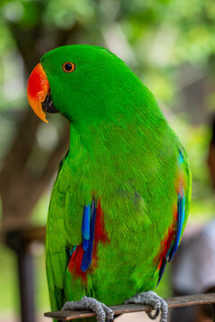 Eclectus is a genus of parrot, the Psittaciformes, which consists of four known extant species known as eclectus parrots and the extinct Eclectus infectus, the oceanic eclectus parrot.