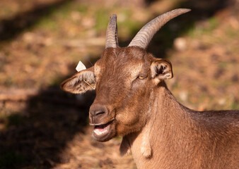 Close up portrait of a goat