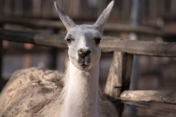 Close up of a llama,  with funny head