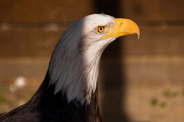 Portrait of american bald eagle