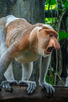 The proboscis monkey or long-nosed monkey (Nasalis larvatus) is an arboreal Old World monkey with an unusually large nose (or proboscis)