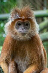 Fototapeta premium Presbytis is a genus of Old World monkeys also known as langurs, leaf monkeys, or surilis