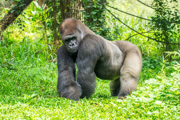 Gorillas are herbivorous, predominantly ground-dwelling great apes that inhabit the tropical forests of equatorial Africa