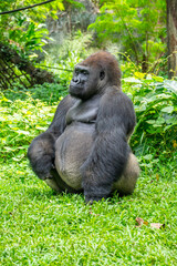 Naklejka premium Gorillas are herbivorous, predominantly ground-dwelling great apes that inhabit the tropical forests of equatorial Africa