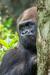 Gorillas are herbivorous, predominantly ground-dwelling great apes that inhabit the tropical forests of equatorial Africa