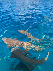 Singrays and nurse sharks in Maafushi island, Maldives - An amazing summer holiday trip with beautiful blue sky and clear blue sea 