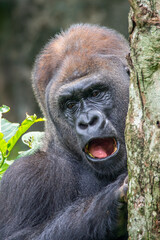 Gorillas are herbivorous, predominantly ground-dwelling great apes that inhabit the tropical forests of equatorial Africa