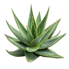 Wide aloe vera bush with light green leaves isolated