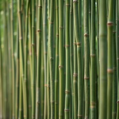 Fototapeta premium Repetitive Bamboo Stalks 