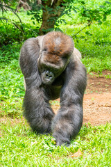 Gorillas are herbivorous, predominantly ground-dwelling great apes that inhabit the tropical forests of equatorial Africa