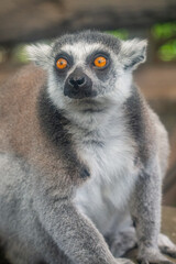 Fototapeta premium The ring-tailed lemur (Lemur catta) is a medium- to larger-sized strepsirrhine (wet-nosed) primate and the most internationally recognized lemur species, owing to its long, black-and-white, ringed tai