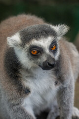 Fototapeta premium The ring-tailed lemur (Lemur catta) is a medium- to larger-sized strepsirrhine (wet-nosed) primate and the most internationally recognized lemur species, owing to its long, black-and-white, ringed tai