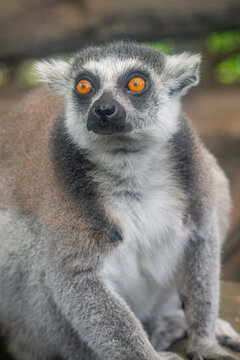 The ring-tailed lemur (Lemur catta) is a medium- to larger-sized strepsirrhine (wet-nosed) primate and the most internationally recognized lemur species, owing to its long, black-and-white, ringed tai