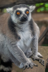 Fototapeta premium The ring-tailed lemur (Lemur catta) is a medium- to larger-sized strepsirrhine (wet-nosed) primate and the most internationally recognized lemur species, owing to its long, black-and-white, ringed tai