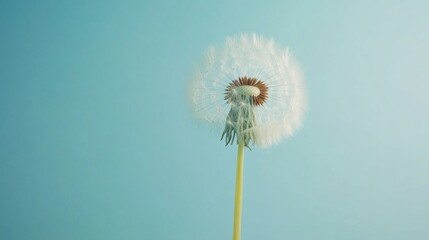A dandelion puff in full seed stands tall against a gentle pastel background, reflecting the soft light of spring. Its intricate details reveal nature's fragility and vibrancy