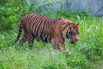 The Sumatran tiger is a population of Panthera tigris sondaica on the Indonesian island of Sumatra