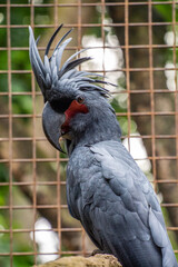 The palm cockatoo (Probosciger aterrimus), also known as the goliath cockatoo or great black cockatoo