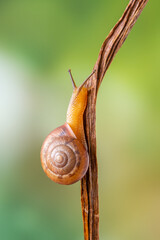 Cornu aspersum (syn. Helix aspersa, Cryptomphalus aspersus), known by the common name garden snail, is a species of land snail in the family Helicidae