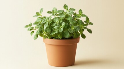 Fototapeta premium A flourishing oregano plant displays its aromatic green leaves in a simple terracotta pot, enhancing any indoor or outdoor setting with its vibrant color and fragrance