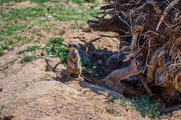 Spectacular photos of meerkats, alone or in groups.