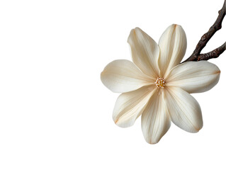 Naklejka premium A delicate white flower with slender petals and a central cluster of stamens, showcasing soft textures and a natural elegance on transparent background.
