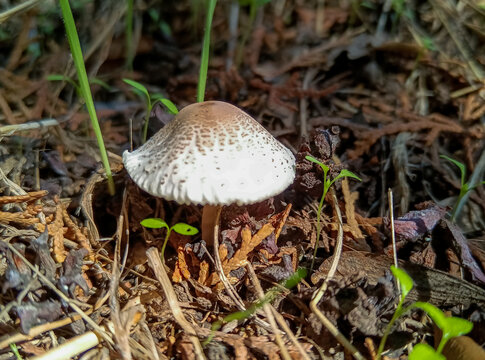 Lepiota sp. - hat saprophytic mushroom in the garden, Ukraine